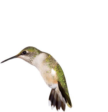 A hummingbird flapping its wings