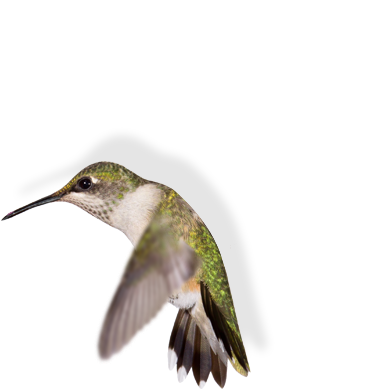 A hummingbird flapping its wings