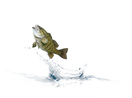 Fish jumping out of the water