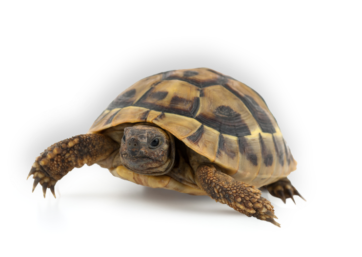 Turtle