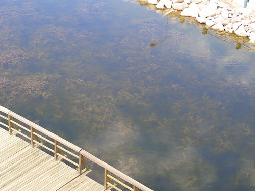 Plants under the water's surface