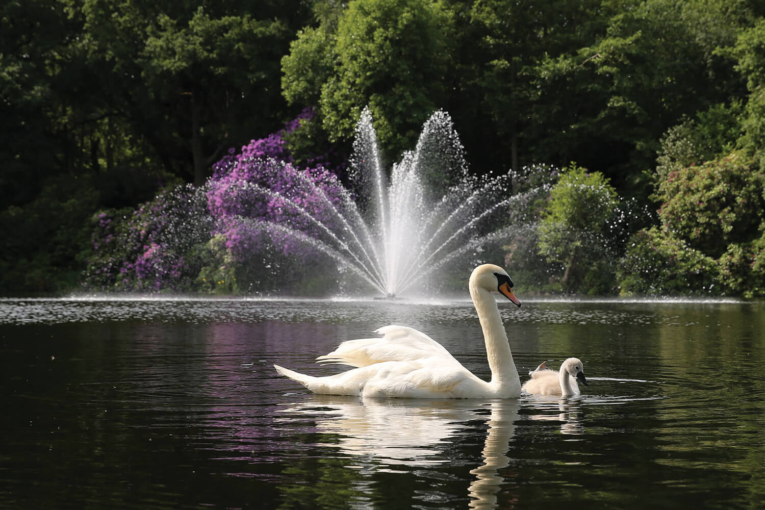 Swans swimming near an Otterbine Equinox Aerating Fountain