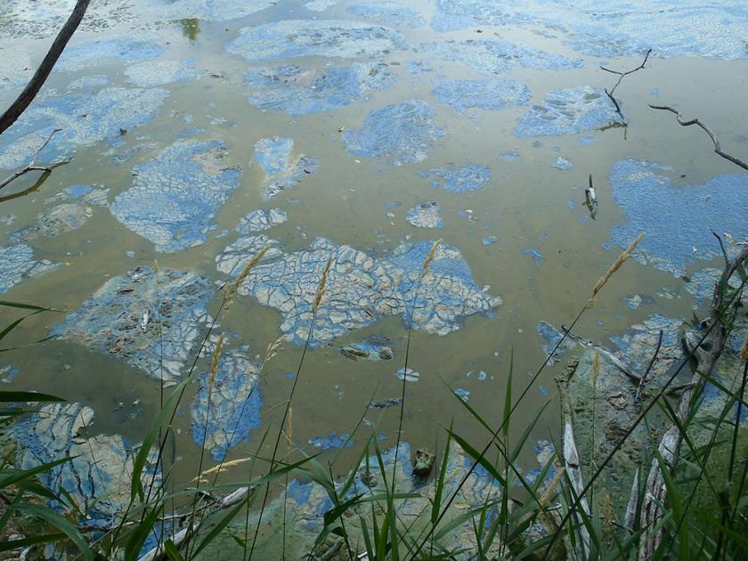 Controlling Pond Algae | Otterbine Controlling Pond Algae | Otterbine