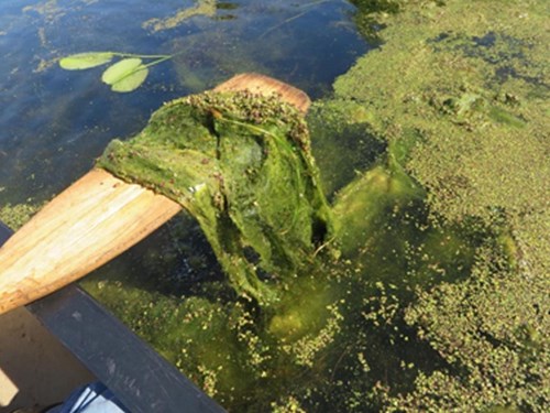 How to Get Rid of Floating Algae in a Pond: Clear Waters Await!