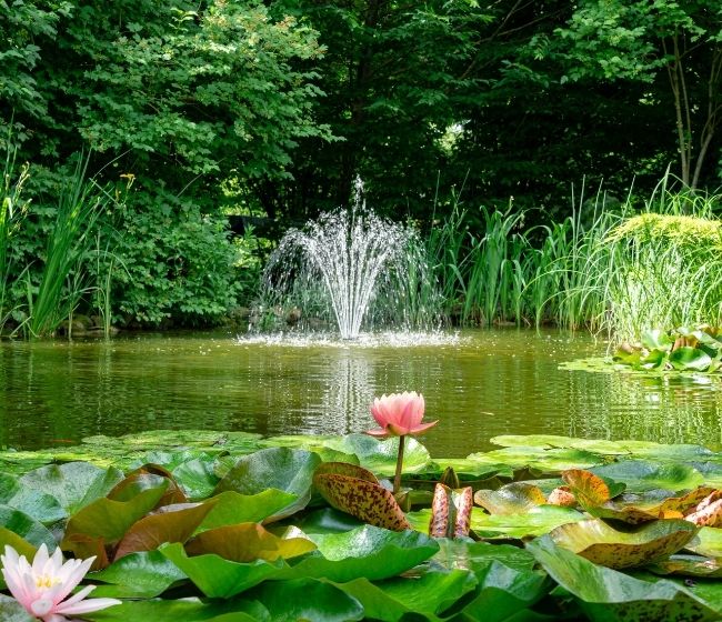 Retention Pond Maintenance Tips Homeowners Need To Know